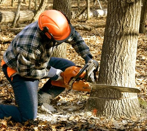 Tree Removal in Whitetail, MT